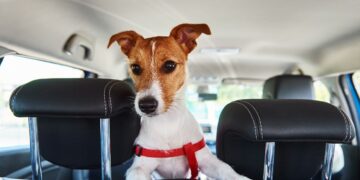 Реs a cestování autem. Jak na to?